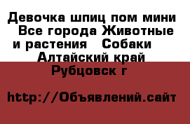 Девочка шпиц пом мини - Все города Животные и растения » Собаки   . Алтайский край,Рубцовск г.
